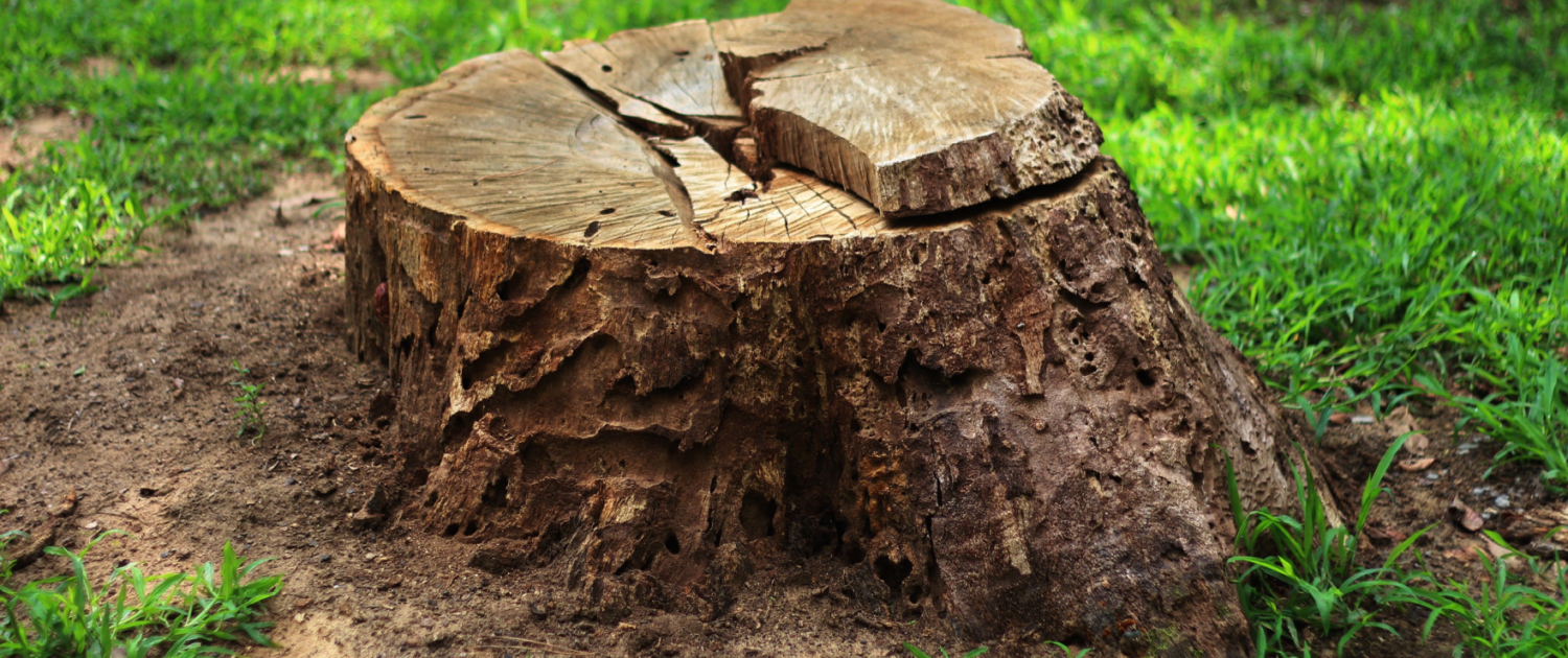 Stump Grinding and Stump Removal Services in Louisiana and Mississippi